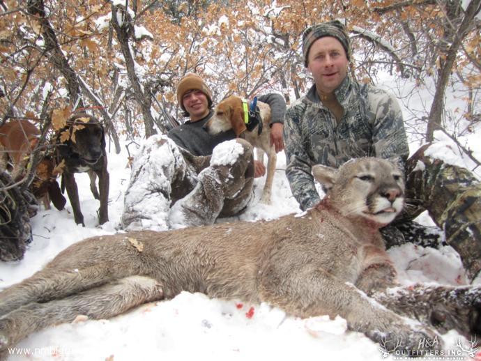 Our mountain lion hunts